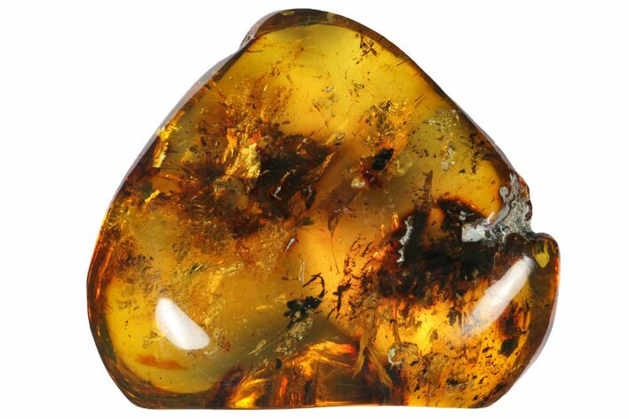 Polished Chiapas Amber ( g) - Mexico #114858